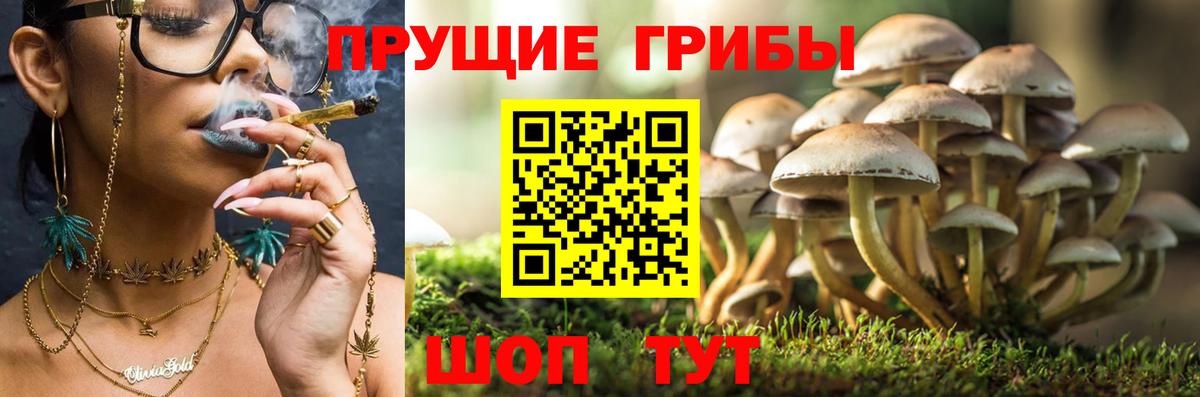 Галлюциногенные грибы Psilocybine cubensis  Вход с VPN  Псилоцибиновые грибы Cubensis  Россия 